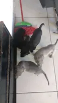 Filhotes não tem nom