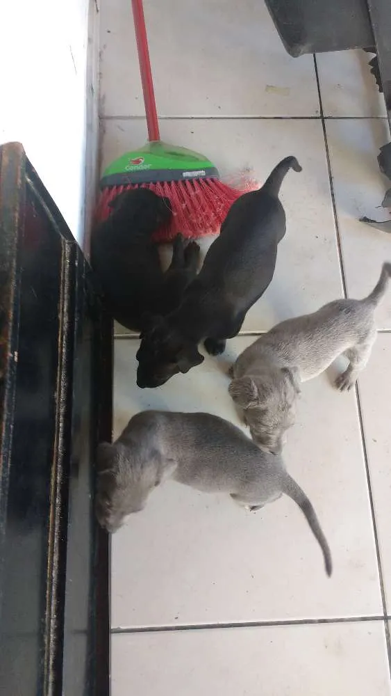 Cachorro raça Indefinida idade Abaixo de 2 meses nome Filhotes não tem nom