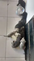 Filhotes não tem nom