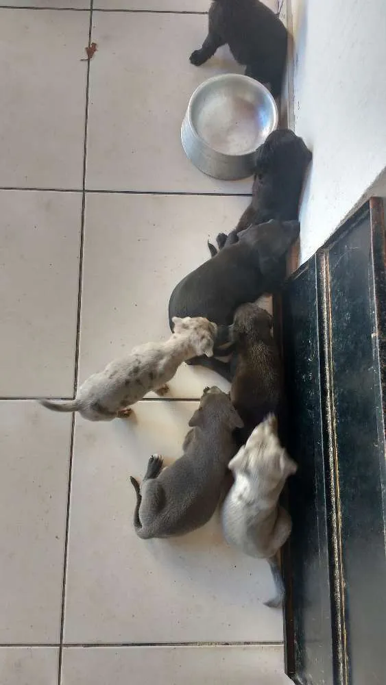 Cachorro raça Indefinida idade Abaixo de 2 meses nome Filhotes não tem nom