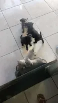 Filhotes não tem nom