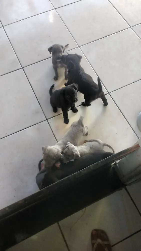 Cachorro raça Indefinida idade Abaixo de 2 meses nome Filhotes não tem nom