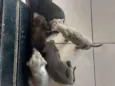 Filhotes não tem nom