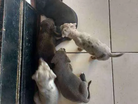 Cachorro raça Indefinida idade Abaixo de 2 meses nome Filhotes não tem nom