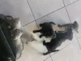 Filhotes não tem nom