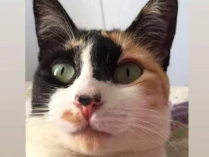 Gato raça N sei idade 2 anos nome Chiquinha