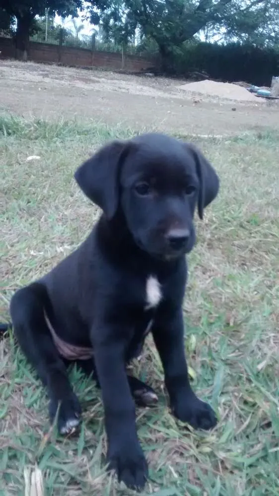 Cachorro ra a Vira lata idade Abaixo de 2 meses nome Sem nome