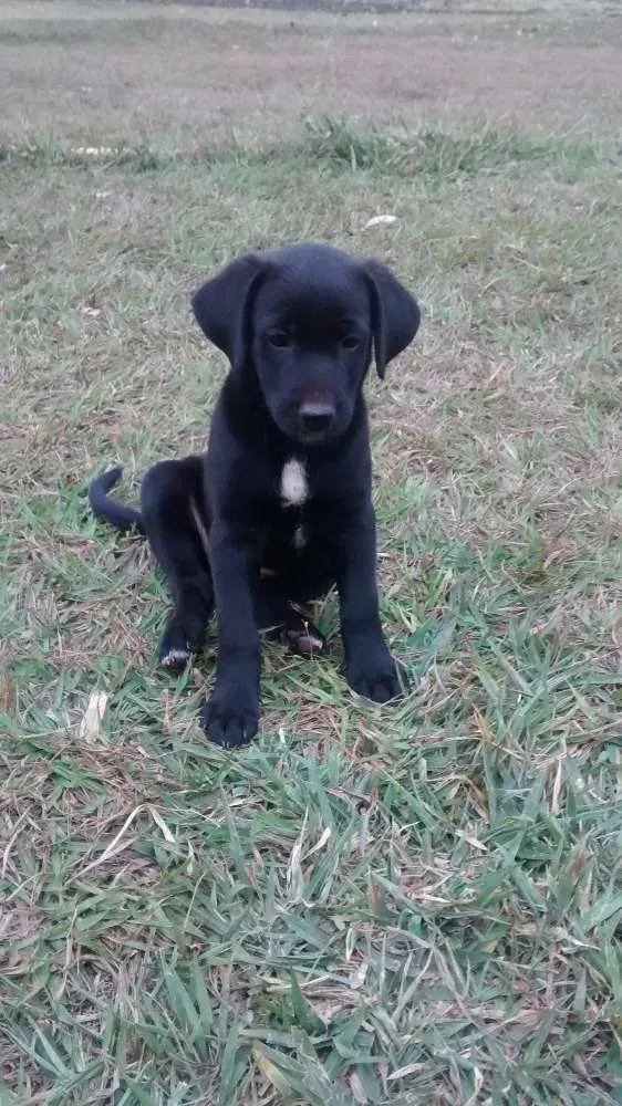 Cachorro ra a Vira lata idade Abaixo de 2 meses nome Sem nome