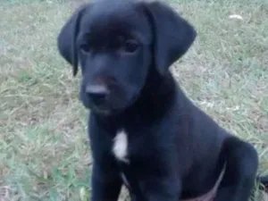 Cachorro raça Vira lata idade Abaixo de 2 meses nome Sem nome