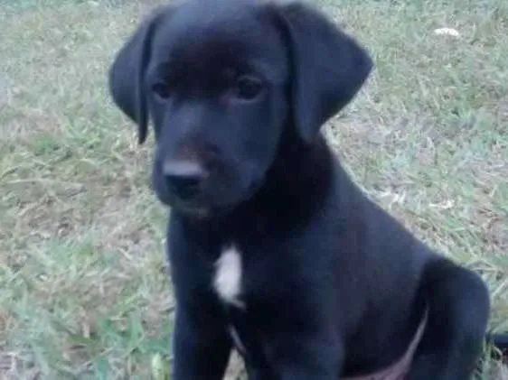 Cachorro ra a Vira lata idade Abaixo de 2 meses nome Sem nome