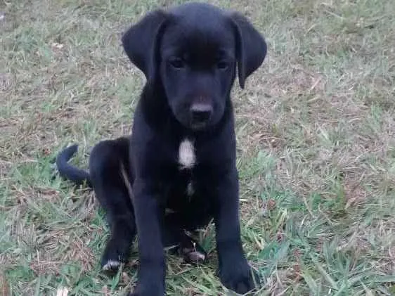 Cachorro ra a Vira lata idade Abaixo de 2 meses nome Sem nome
