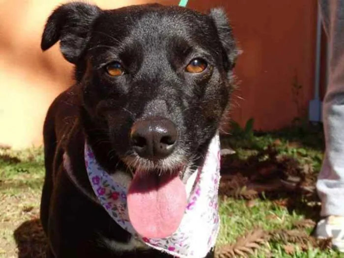 Cachorro ra a srd idade 2 anos nome Rebeca