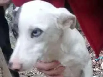 Cachorro ra a srd idade 1 ano nome Floquinho