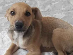 Cachorro raça Viralata idade 2 a 6 meses nome Amora