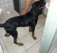 Hércules