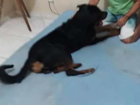 Cachorro ra a Rottweiler  idade 1 ano nome Hércules