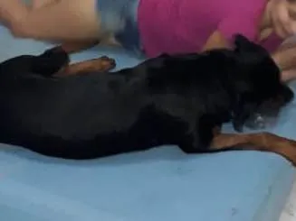 Cachorro ra a Rottweiler  idade 1 ano nome Hércules