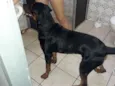 Hércules