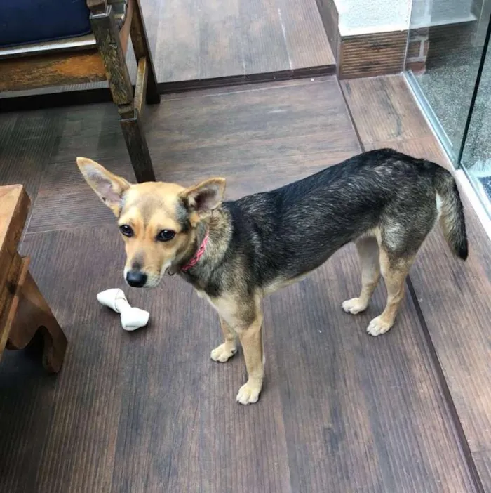 Cachorro raça SRD idade 1 ano nome Guara