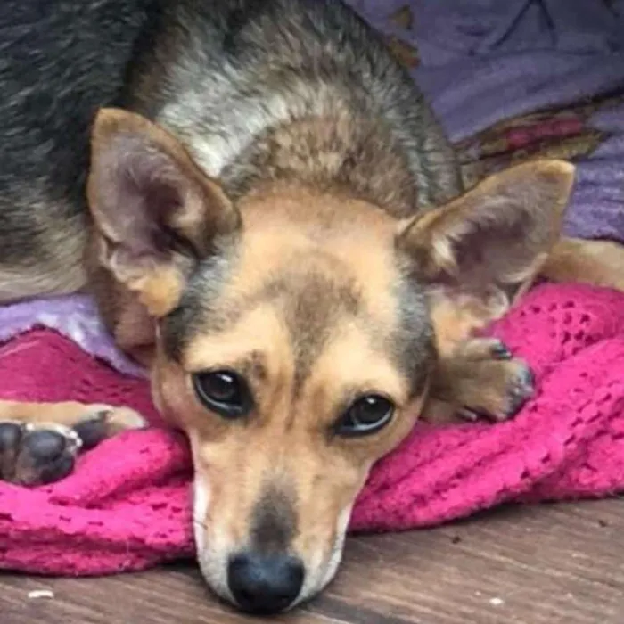 Cachorro raça SRD idade 1 ano nome Guara