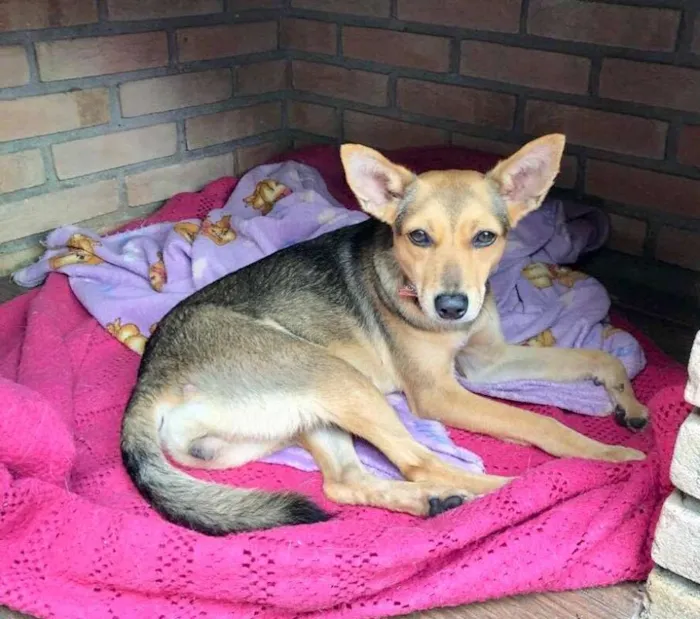 Cachorro raça SRD idade 1 ano nome Guara