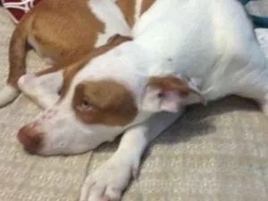 Cachorro raça Pitbull idade 1 ano nome Sem nome