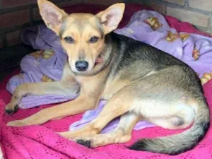 Cachorro raça SRD idade 1 ano nome Guara