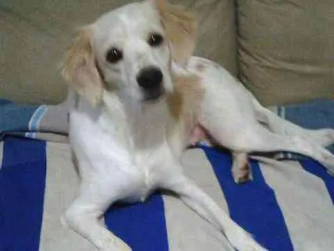 Cachorro ra a VIRA LATA  idade 2 anos nome TITA GRATIFICA