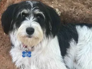 Cachorro raça SRD idade  nome Whisky