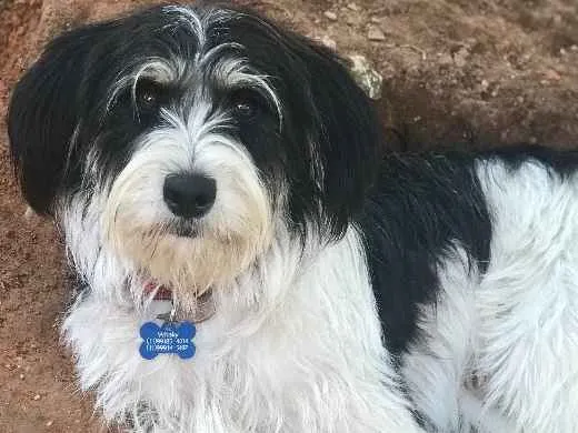 Cachorro ra a SRD idade  nome Whisky
