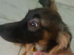 Cachorro raça Vira lata idade 7 a 11 meses nome Laika