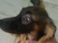 Laika