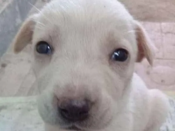 Cachorro ra a SRD idade Abaixo de 2 meses nome Filhotes