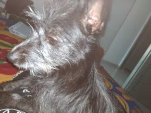 Cachorro raça Pinscher idade 7 a 11 meses nome Malú