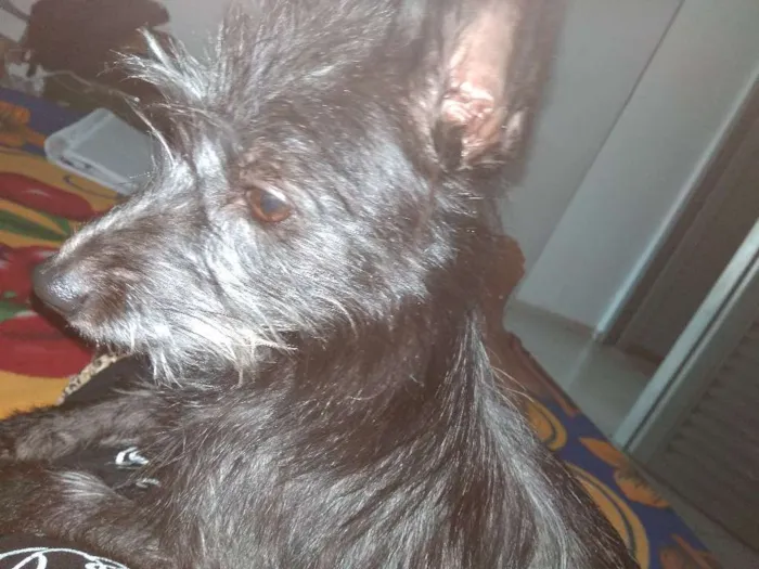 Cachorro ra a Pinscher idade 7 a 11 meses nome Malú