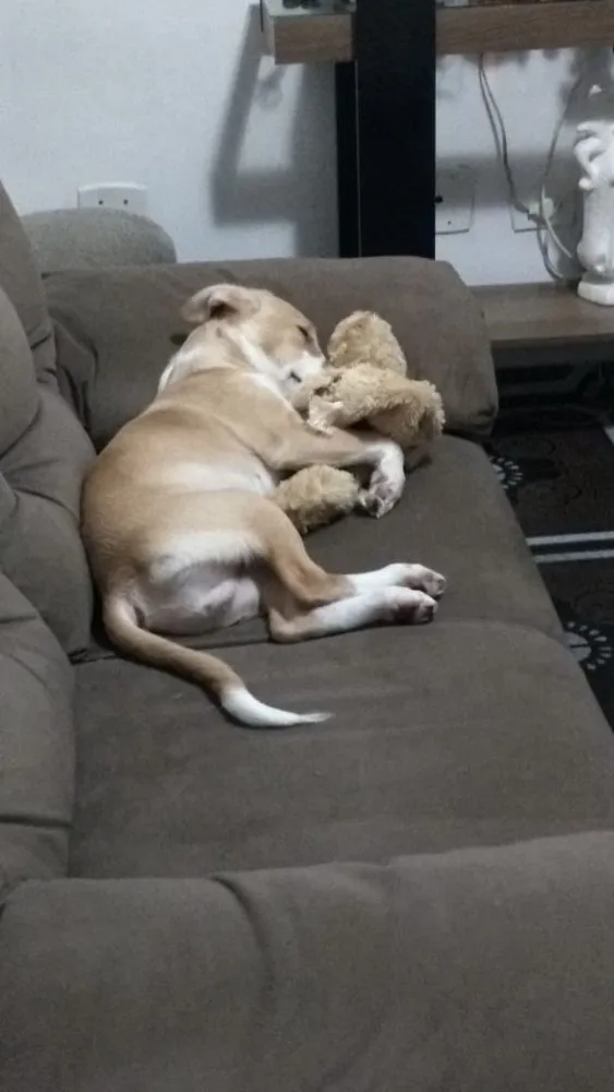 Cachorro ra a Vira lata idade 7 a 11 meses nome Max