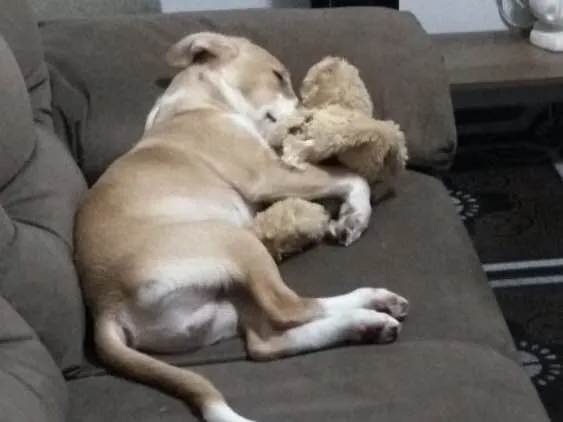 Cachorro ra a Vira lata idade 7 a 11 meses nome Max