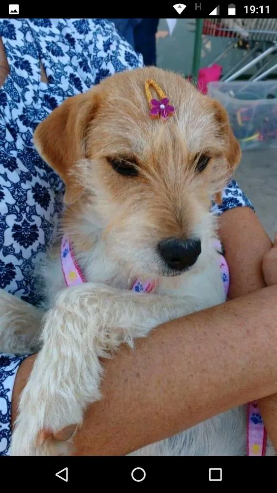 Cachorro ra a RND idade 2 a 6 meses nome Bili