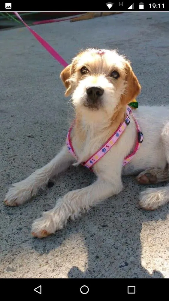 Cachorro ra a RND idade 2 a 6 meses nome Bili