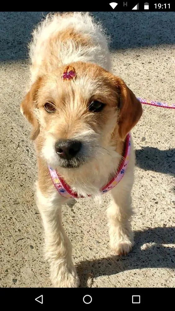 Cachorro ra a RND idade 2 a 6 meses nome Bili