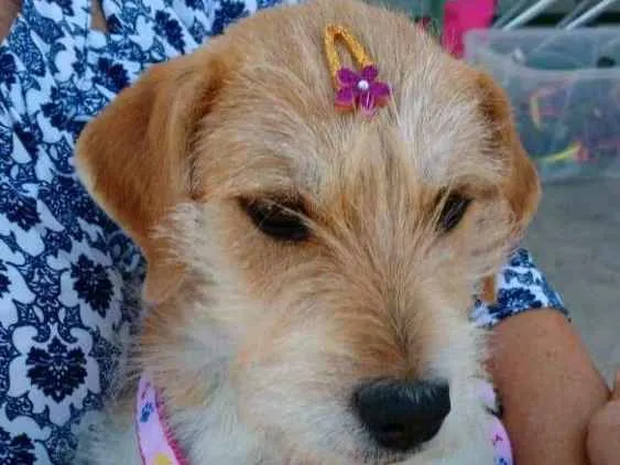 Cachorro ra a RND idade 2 a 6 meses nome Bili