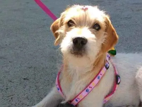 Cachorro ra a RND idade 2 a 6 meses nome Bili