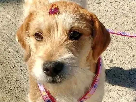 Cachorro ra a RND idade 2 a 6 meses nome Bili