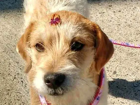Cachorro ra a RND idade 2 a 6 meses nome Bili