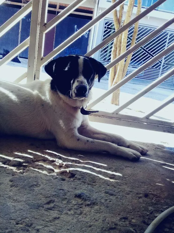 Cachorro raça Vira-lata idade 2 a 6 meses nome Bhetoolv