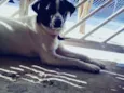 Bhetoolv