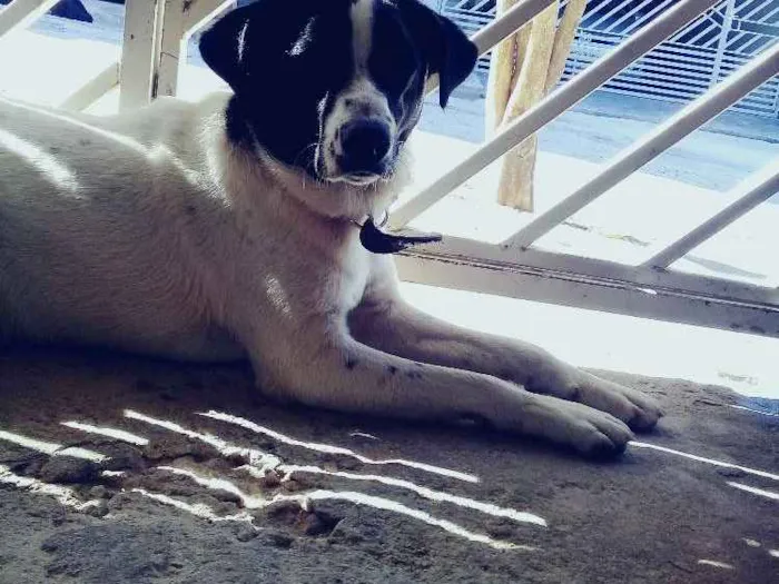 Cachorro raça Vira-lata idade 2 a 6 meses nome Bhetoolv