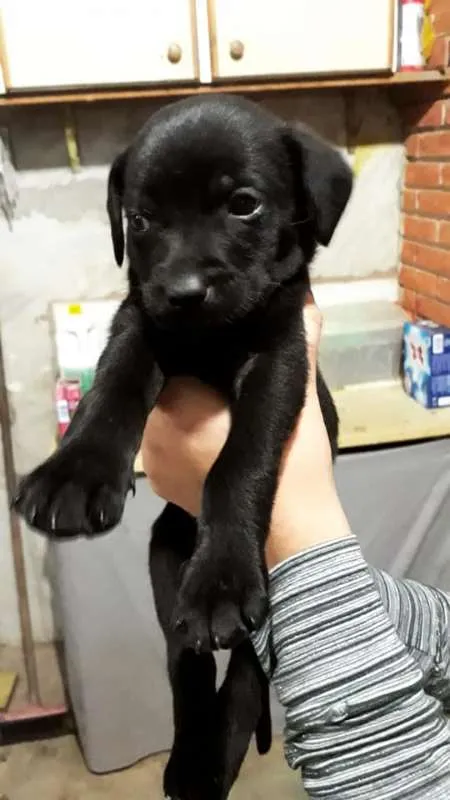 Cachorro ra a SRD idade 2 a 6 meses nome Sem nome