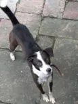 Desconhecido