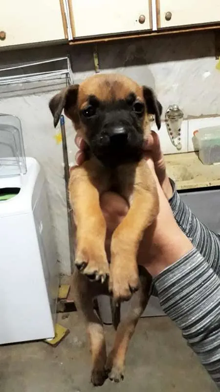 Cachorro ra a SRD idade 2 a 6 meses nome Sem nome